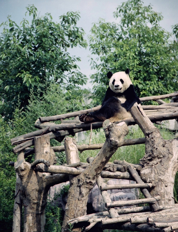 Giant panda, Xian China.jpg - Pandas
